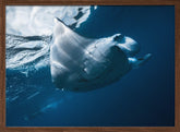 Flying Manta ray Poster