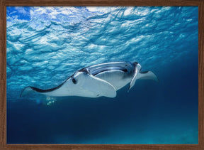 Manta ray Poster