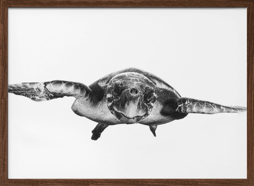 White and turtle Poster