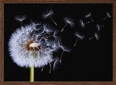 Dandelion Blowing Poster