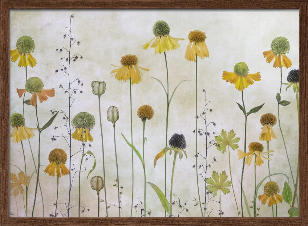 Helenium Poster