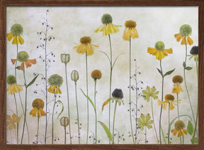 Helenium Poster