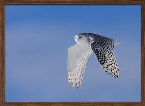 Flying Under Blue Poster