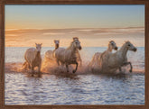 Camargue Horses II Poster