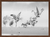 Sandhill Cranes in Morning Poster