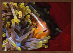 Skunk clownfish Poster