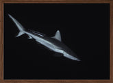 Gray reef shark Poster