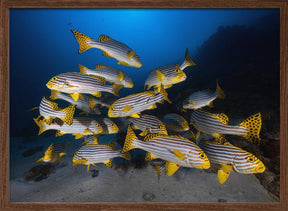 Underwater photography-Indian ocean sweetlips Poster