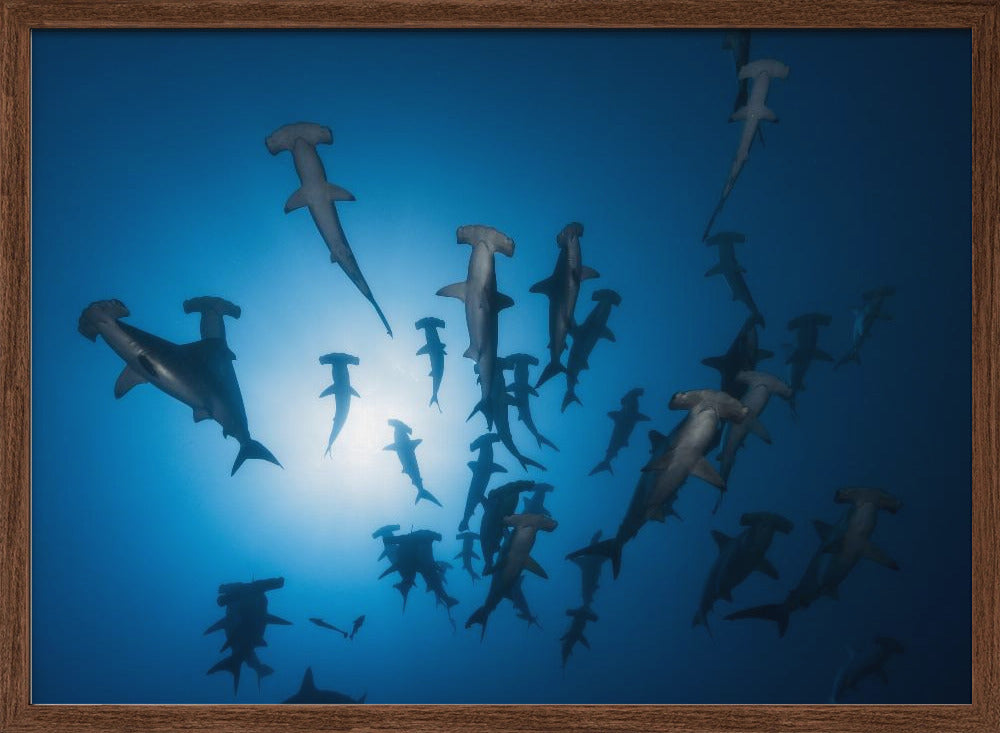 Hammerhead Shark - Underwater Photography Poster