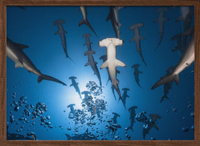 Hammerhead Shark Poster