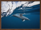 Bottlenose dolphin / Turciops Aduncus Poster