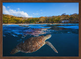 Green Turtle - Sea Turtle Poster