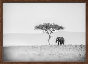 UMBRELLA THORN Poster