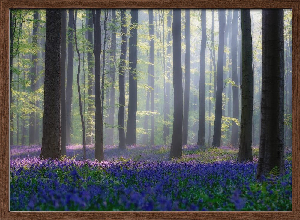 Bluebells Poster