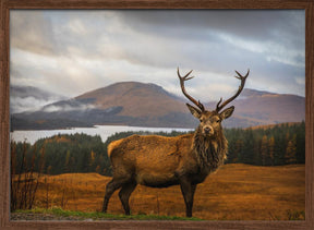 Scottish Stag Poster