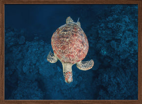 Green turtle on blue water Poster