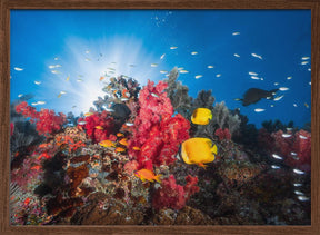 Reef life Poster