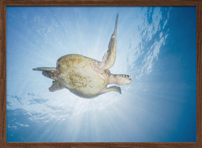 Sea Turtle - Green turtle Poster