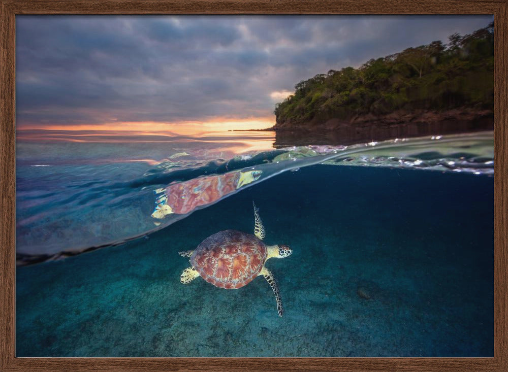 Green turtle with sunset Poster