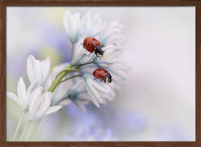 Ladybirds Poster