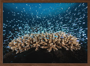 Underwater Life Poster