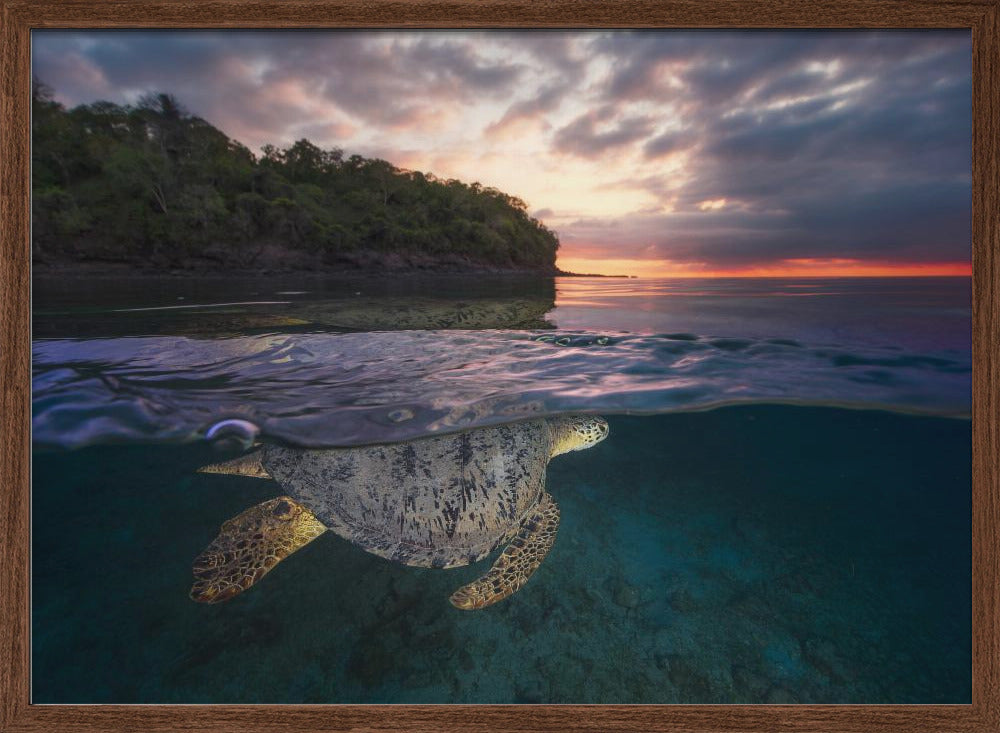 Over the surface - Sea Turtle Poster