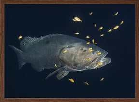 Giant grouper Poster