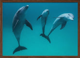 Bottlenose dolphins Poster