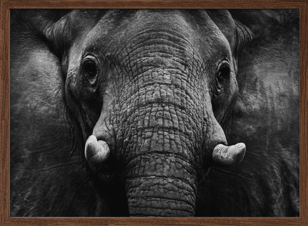 Elephant Poster