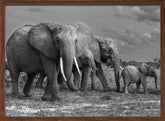 Elephants family Poster