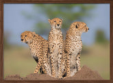 Cheetah Malaika and Her Two Boys Poster