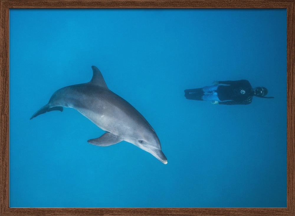 Dolphin and freediver Poster