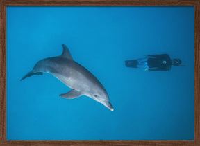 Dolphin and freediver Poster