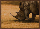 White rhino Poster