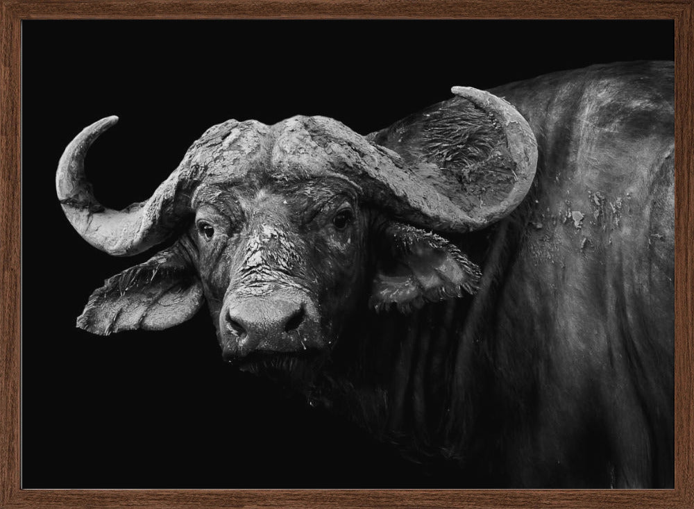 Dark Buffalo Poster