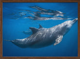 Dolphin at the surface Poster