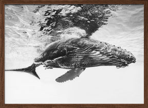 Humpback whale calf Poster