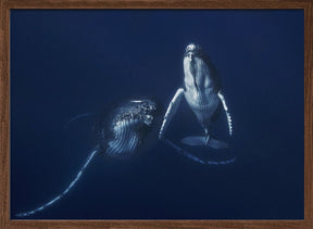 Humpback whale mother and calf Poster