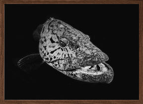 Potato grouper : Black  &amp; White Poster