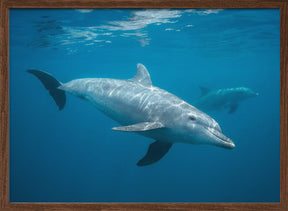 Curious Dolphin Poster