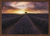 Lavender sunset Poster