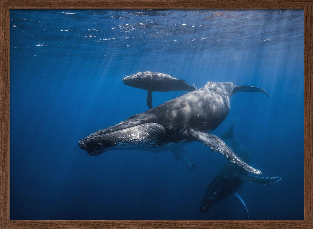 Humpback whale family Poster