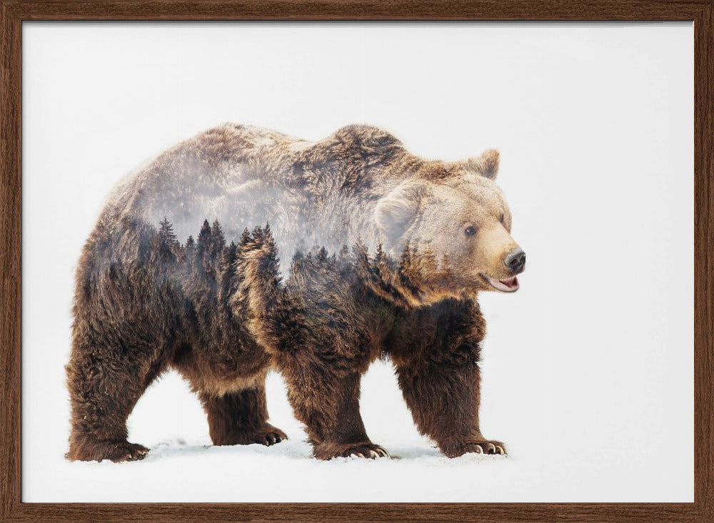 Bear Poster