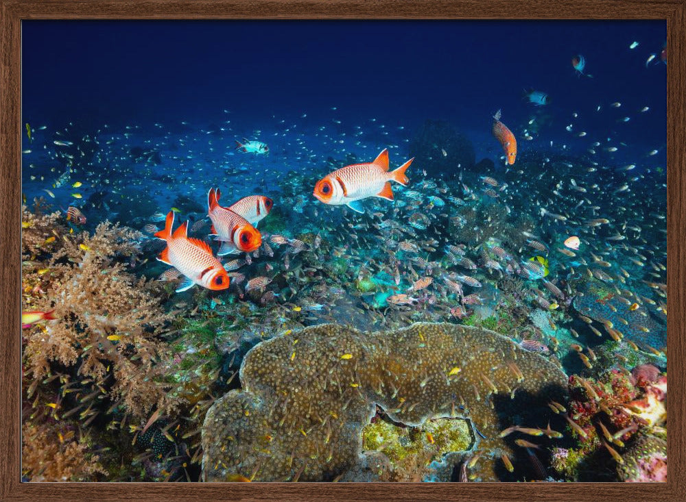 Reef life Poster