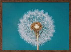 Dandelion Poster