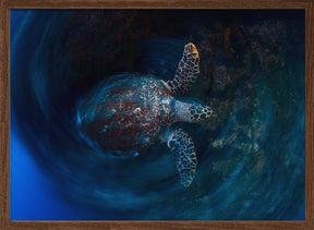 Hawksbill  sea turtle Poster