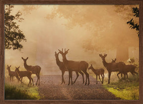 Deer on path Poster