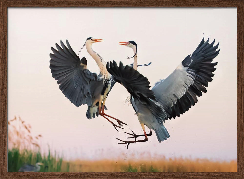 Heron Fighting Poster