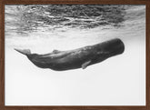 Sperm whale Poster