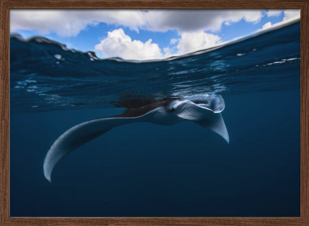 Manta ray Poster